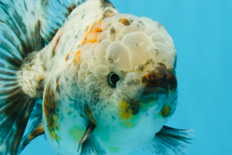 CHONKY AAA Grade Calico Kirin Oranda Male 5-5.5 inches #121225OR_03