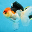 A Grade Tricolor Oranda Male 5 inches #080825OR_01