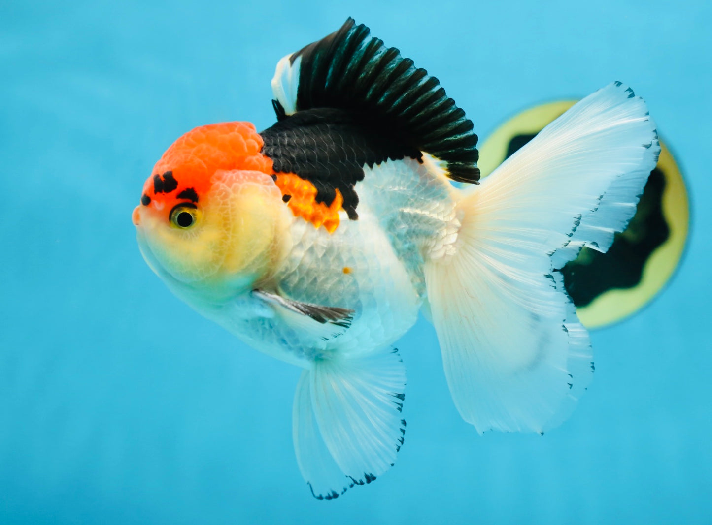 A Grade Tricolor Oranda Male 5 inches #080825OR_01