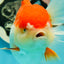 Cheeky Red White Oranda Female 5-5.5 inches #110124OR_02