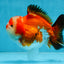 A Grade Tricolor Yuanbao Male 4.5 inches #103125YB_02