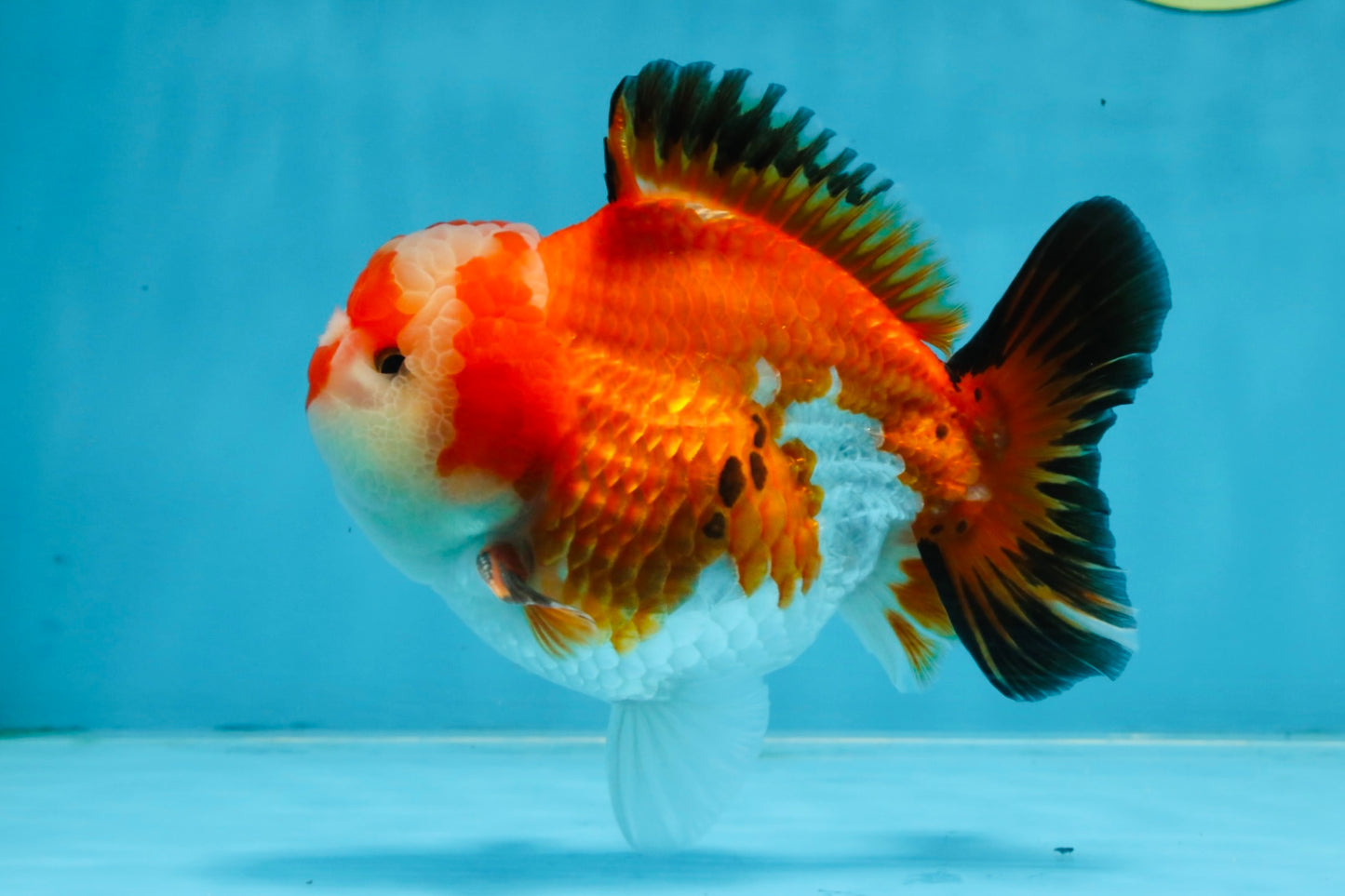 A Grade Tricolor Yuanbao Male 4.5 inches #103125YB_02