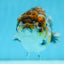 AAA Grade Kirin Ranchu Female 5-5.5 inches #0922RC_01