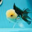 AAA Grade Lemonhead Panda Button Eyes Oranda Male 5.5-6 inches #1011OR_02