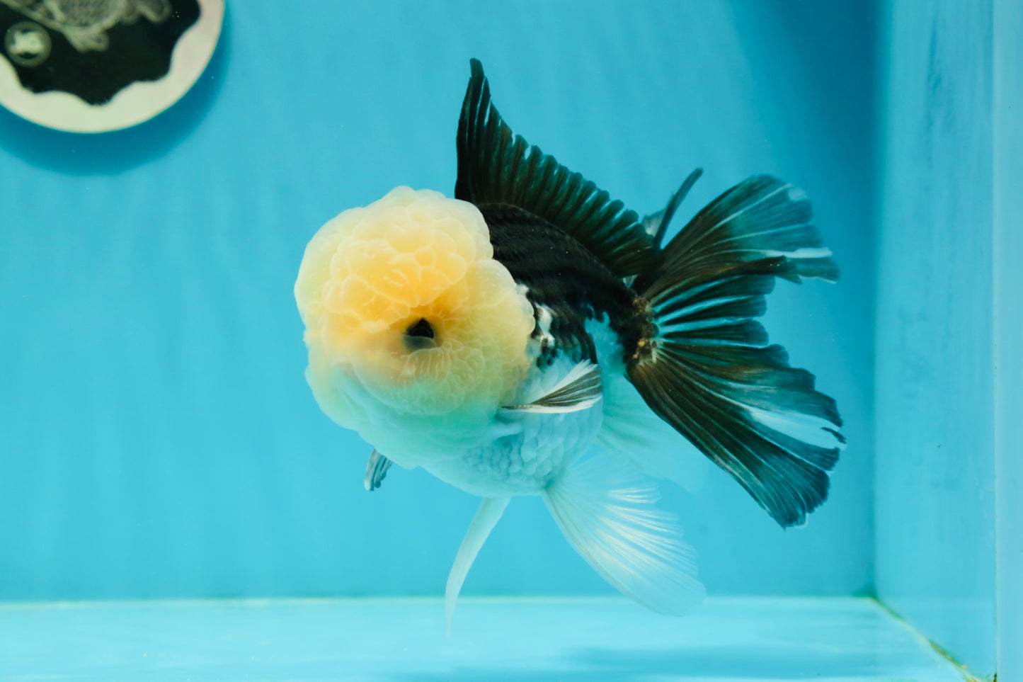 AAA Grade Lemonhead Panda Button Eyes Oranda Male 5.5-6 inches #1011OR_02