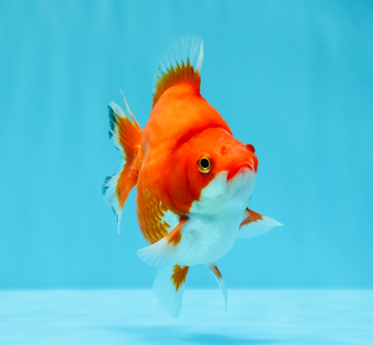 AAA Grade Red White Ryukin Female 4 inches #022726RK_18