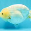 A Grade White Sakura Chinese Ranchu Female 5.5-6 inches #022026RC_21