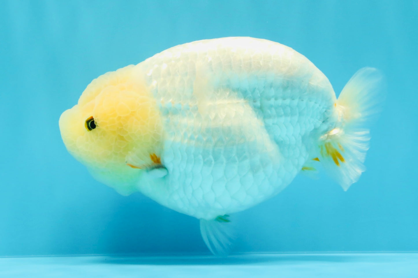 A Grade White Sakura Chinese Ranchu Female 5.5-6 inches #022026RC_21