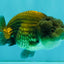 Black Copper Lionchu Female 4 inches #081426LC_26