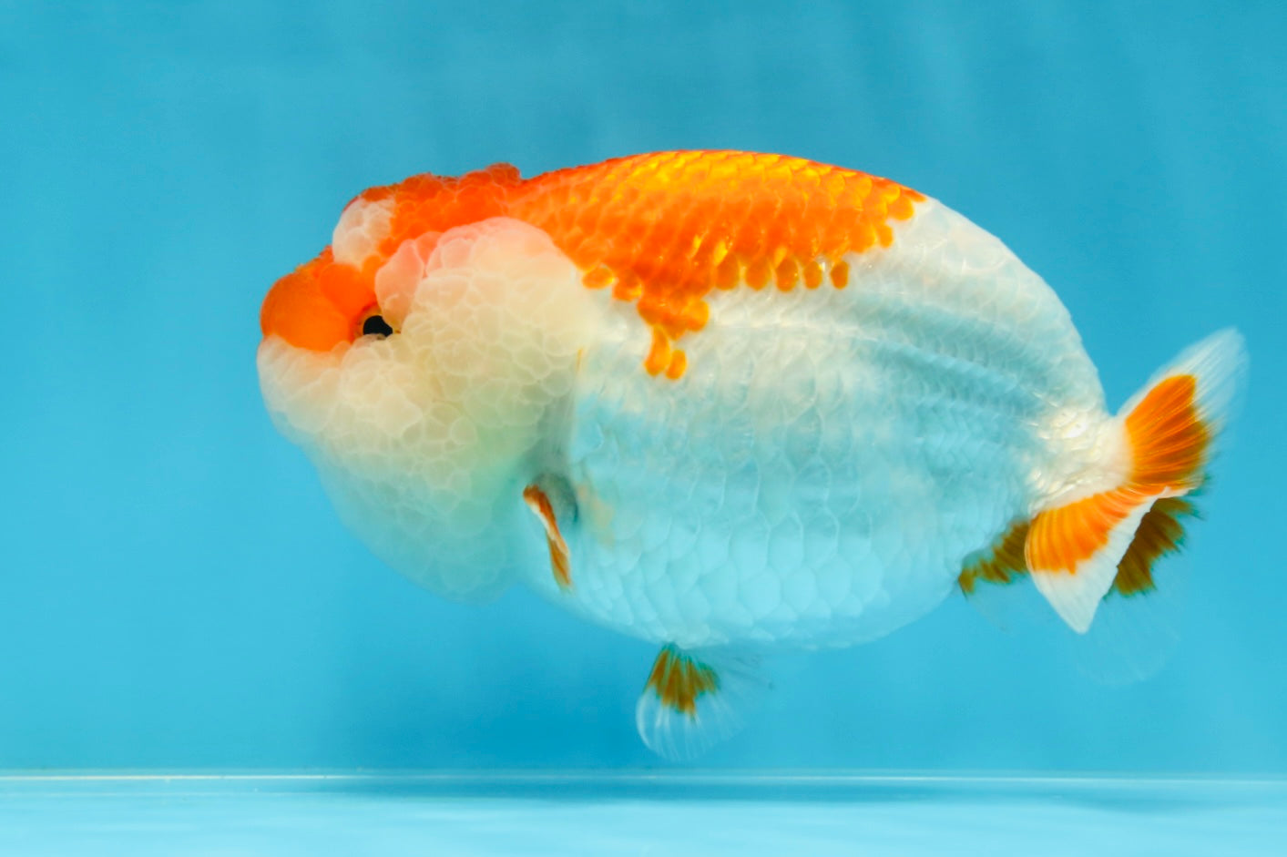 A Grade CHONKY Red White LionQueen 4.5-5 inches #051625LC_36