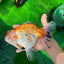 A Grade Big Size Tricolor Oranda Female 7.5 inches #0706OR_09