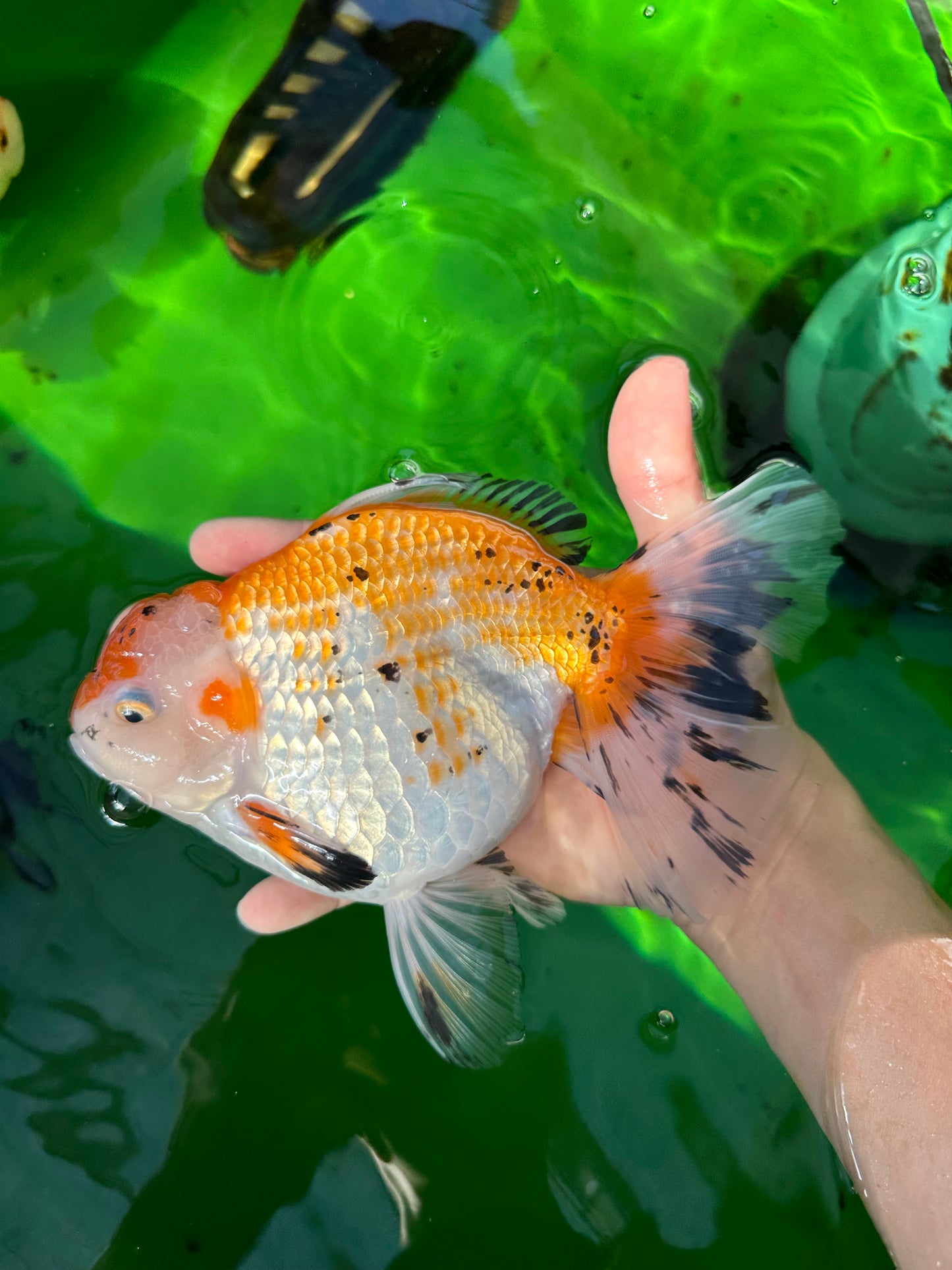 Oranda tricolor hembra de tamaño grande, grado A, 7,5 pulgadas, n.º 0706OR_09