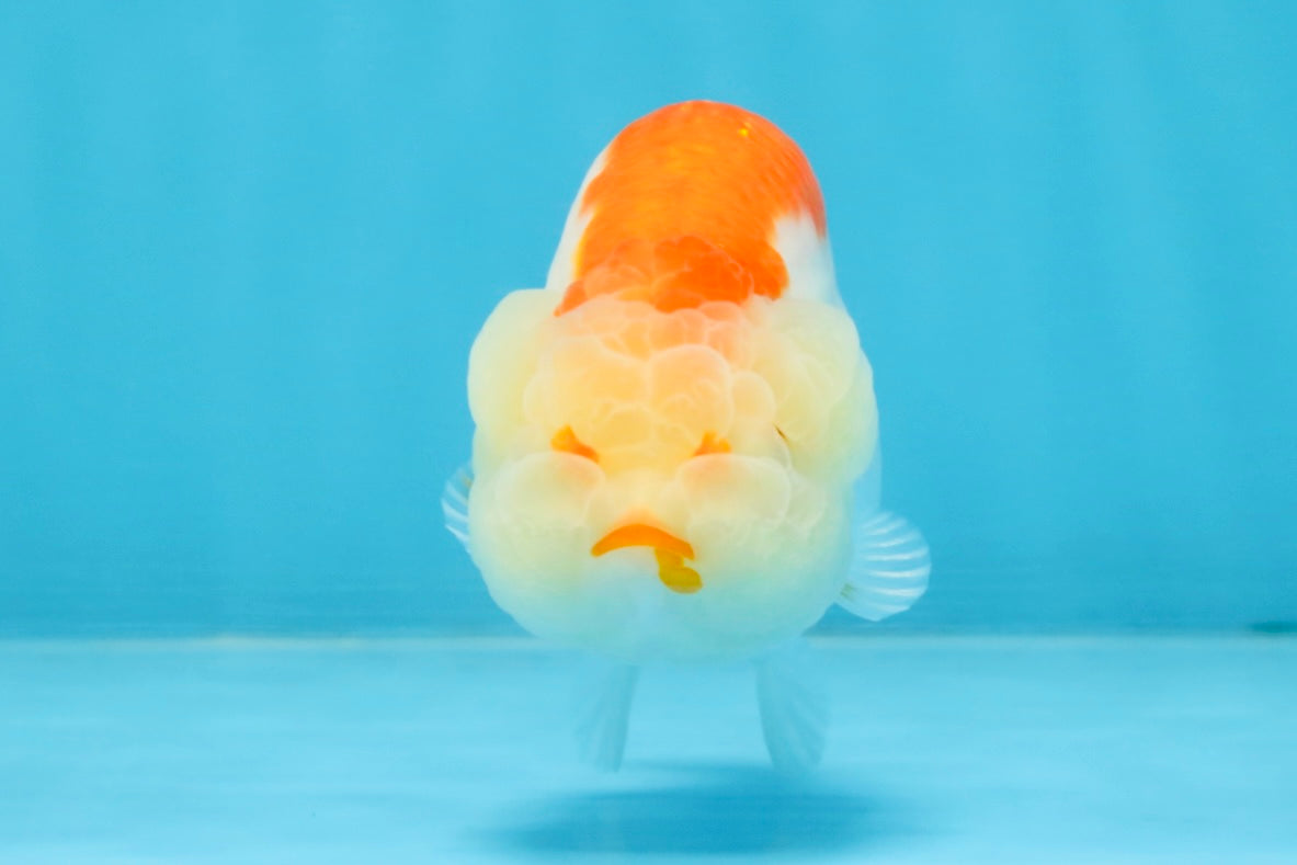 AAA Grade Red White LionQueen 4 inches #103125LC_24