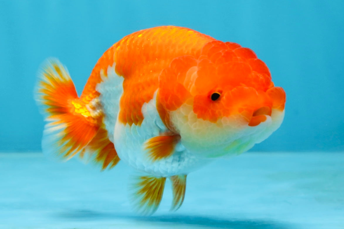 CHUBBY AAA Grade Red White LionQueen 4-4.5 inches #102425LC_13