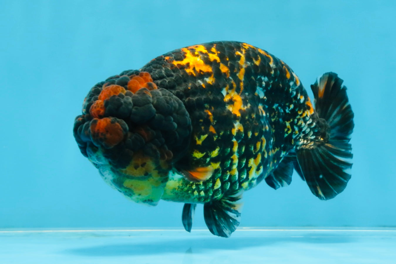 A Grade Tricolor Tiger LionKing 5.5 inches #103125LC_11