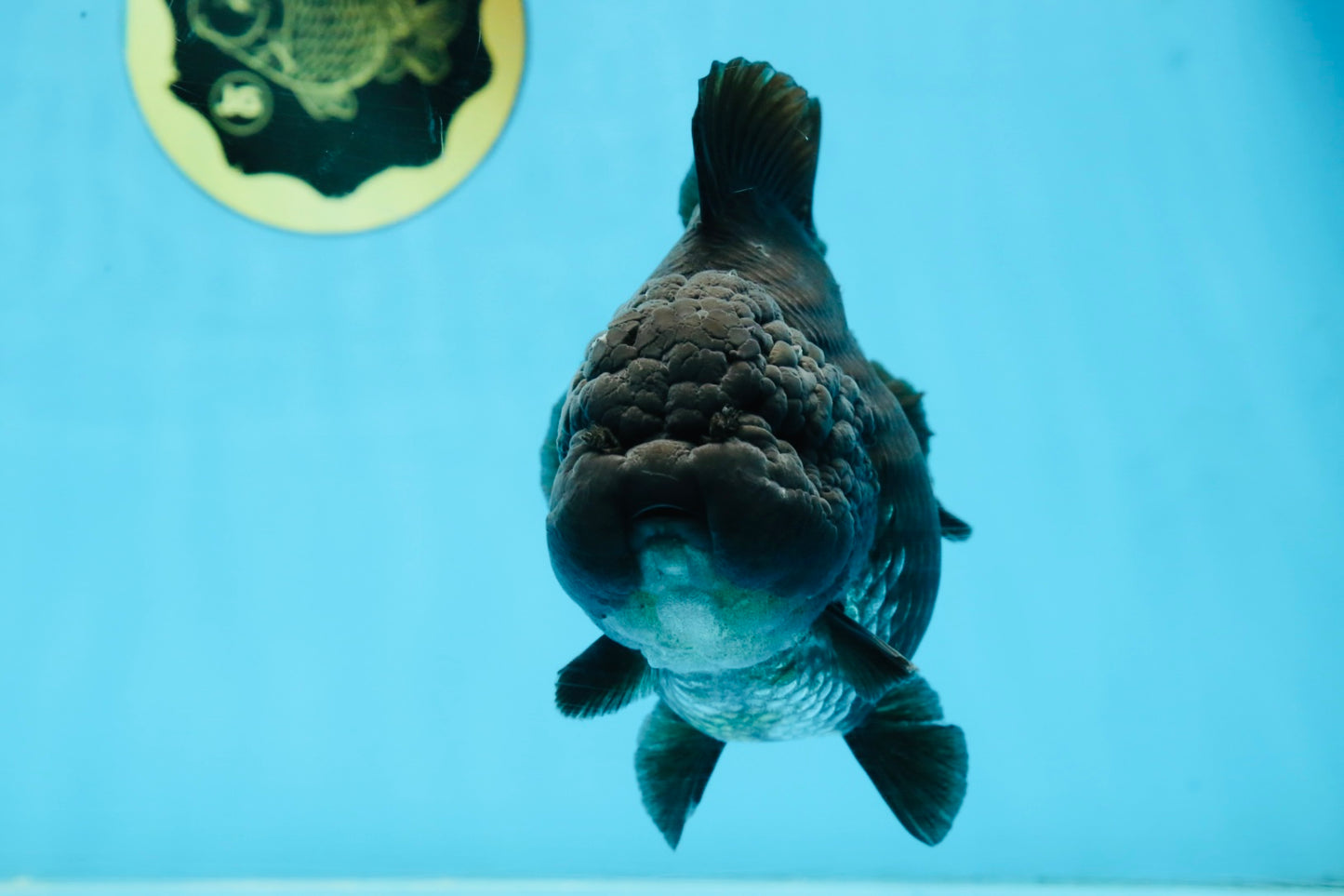 AAA Grade Godzilla Black Yuanbao Female 5 inches #101025YB_22