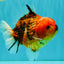 A Grade Tiger Yuanbao Male 5-5.5 inches #080726YB_25
