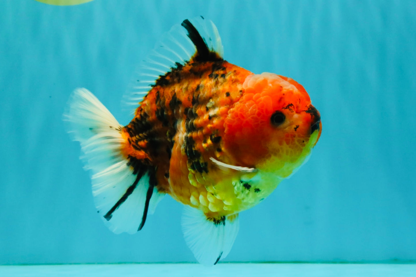 A Grade Tiger Yuanbao Male 5-5.5 inches #080726YB_25