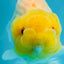 Lemonhead Lionchu Male 4-4.5 inches #0927LC_10