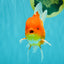 AAA Grade Red White Oranda Male 5.5 inches #072426OR_12