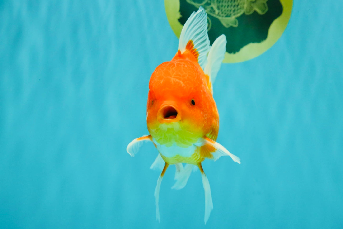 AAA Grade Red White Oranda Male 5.5 inches #072426OR_12