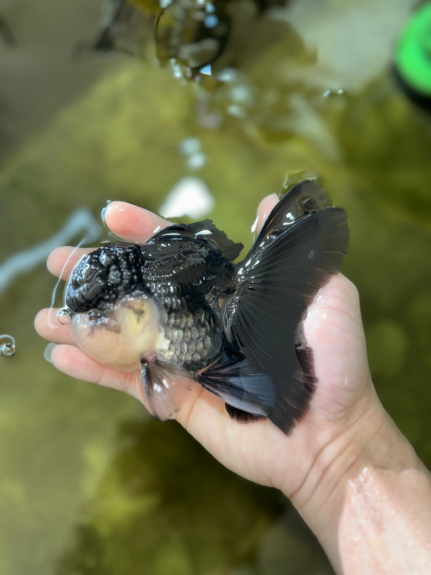 Chubby Cheeks Panda Oranda Male 5 inches #050225OR_06