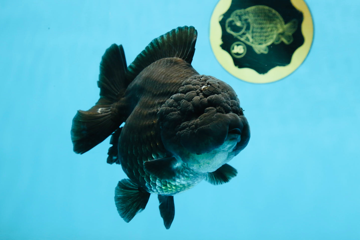 AAA Grade Godzilla Black Yuanbao Female 5 inches #101025YB_22