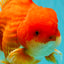 ANGER AAA Grade Broadtail Red White Oranda Male 7 inches #071026OR_05
