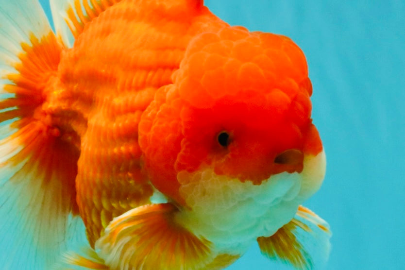 ANGER AAA Grade Broadtail Red White Oranda Male 7 inches #071026OR_05