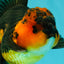 LAVA AAA Grade Apache Oranda Male 5.5 inches #100926OR_21