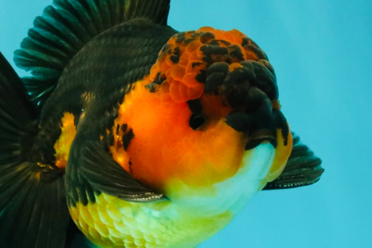 LAVA AAA Grade Apache Oranda Male 5.5 inches #100926OR_21