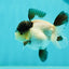 Cute Black Tancho Panda Oranda Male 3.5 inches #102524OR_19