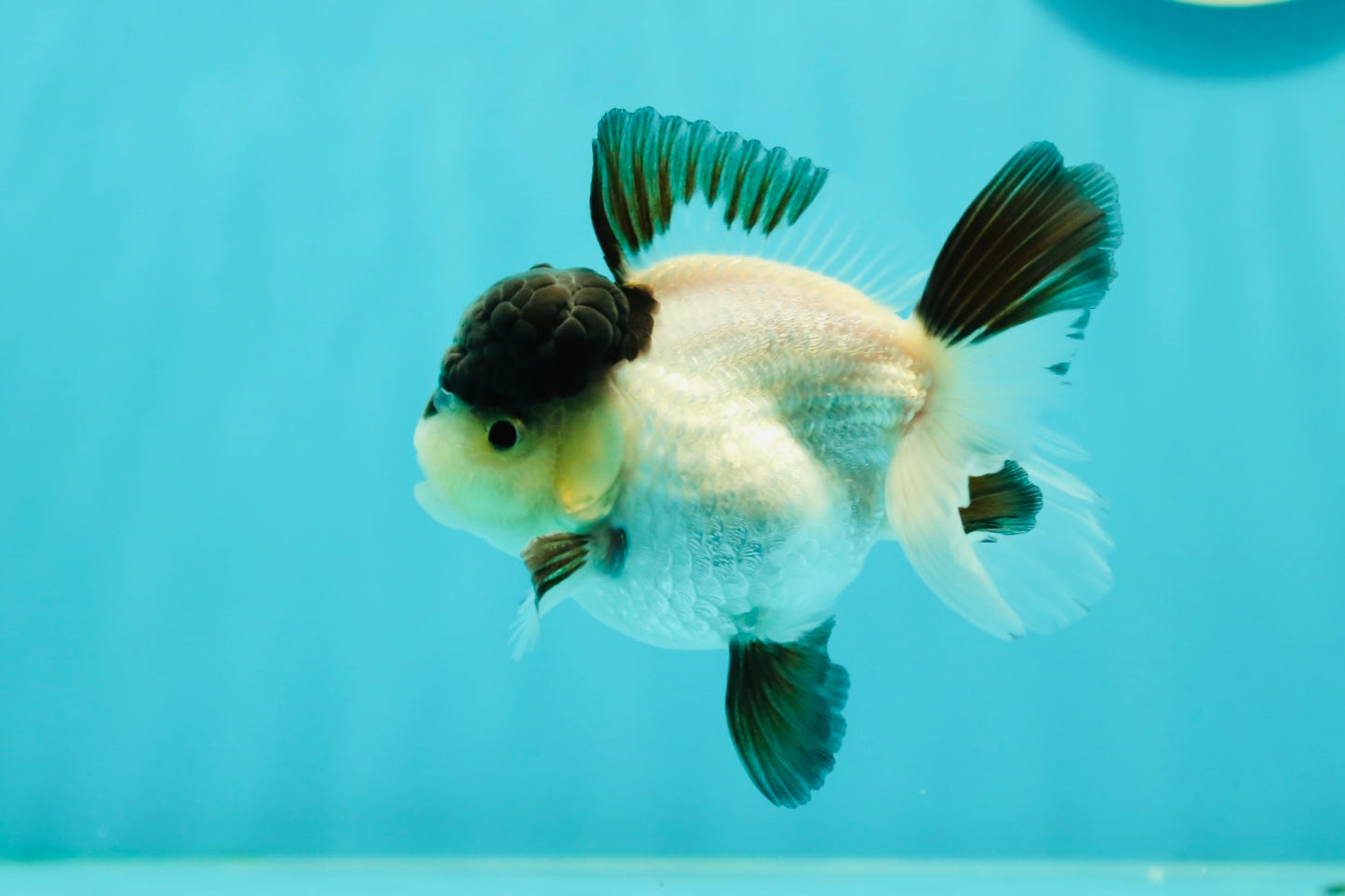 Cute Black Tancho Panda Oranda Male 3.5 inches #102524OR_19