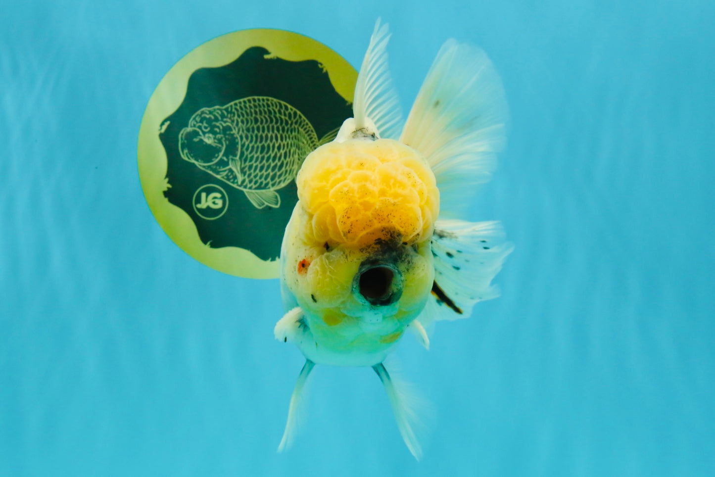 AAA Grade Godzilla White Tiger Oranda Male 6.5 inches #022726OR_10