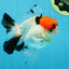A Grade Red Head Tricolor Oranda Male 4.5 inches #053025OR_19