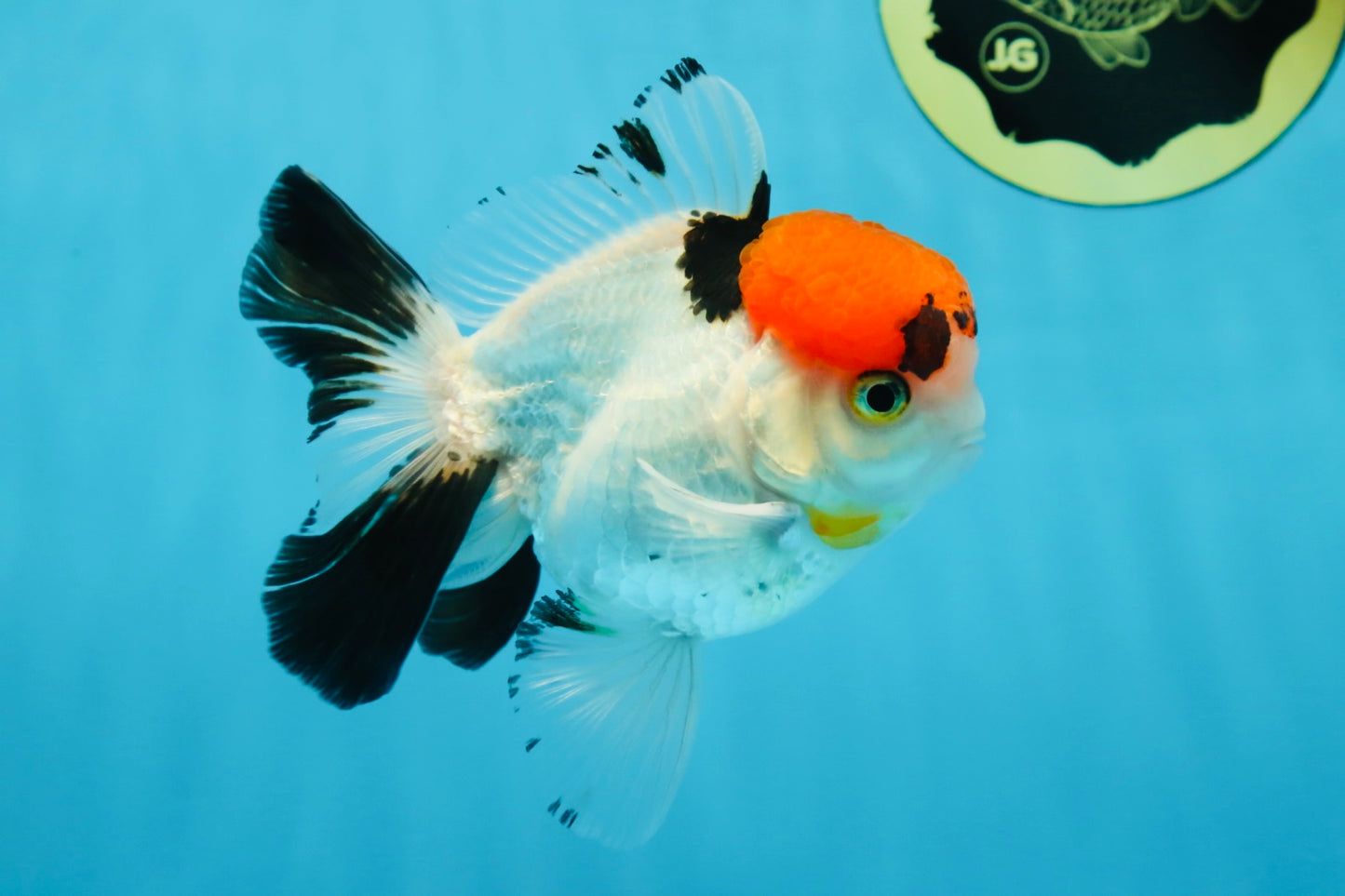 A Grade Red Head Tricolor Oranda Male 4.5 inches #053025OR_19