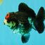 ADORABLE A Grade Tricolor Yuanbao Male 4.5 inches #051526YB_08