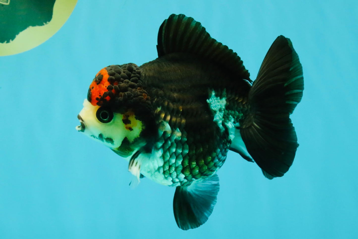 ADORABLE A Grade Tricolor Yuanbao Male 4.5 inches #051526YB_08