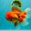 AAA Grade Super Jumbo Red White  Oranda Male 8-8.5 inches #062626OR_04