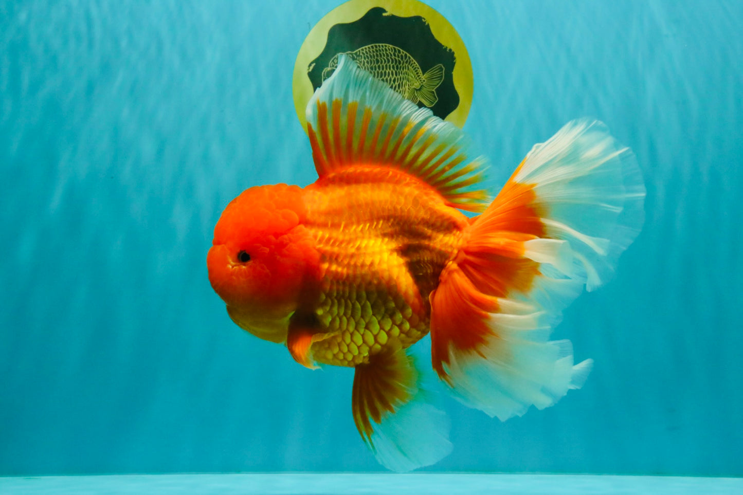 AAA Grade Super Jumbo Red White  Oranda Male 8-8.5 inches #062626OR_04
