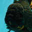 KING KONG AAA Grade Black Oranda Female 8 inches #100926OR_11