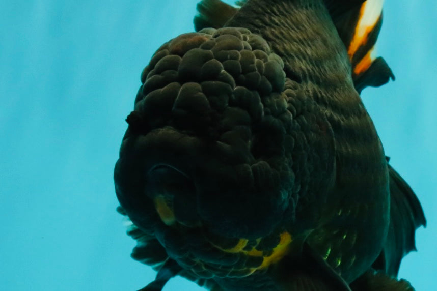 KING KONG AAA Grade Black Oranda Female 8 inches #100926OR_11