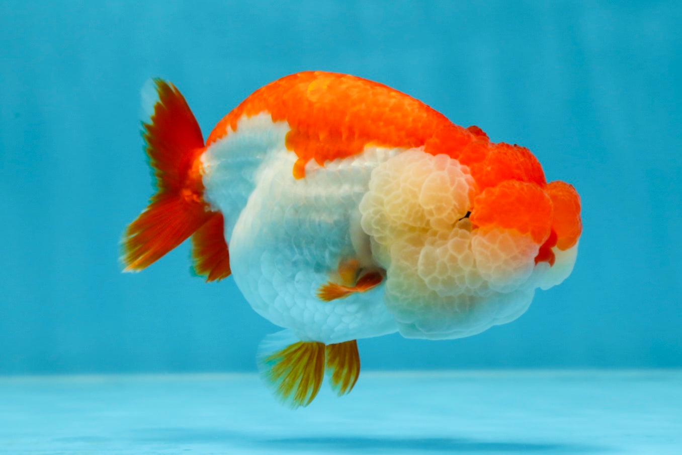 THE BEST AAA Grade Red White LionQueen 4.5 inches #042525LC_15