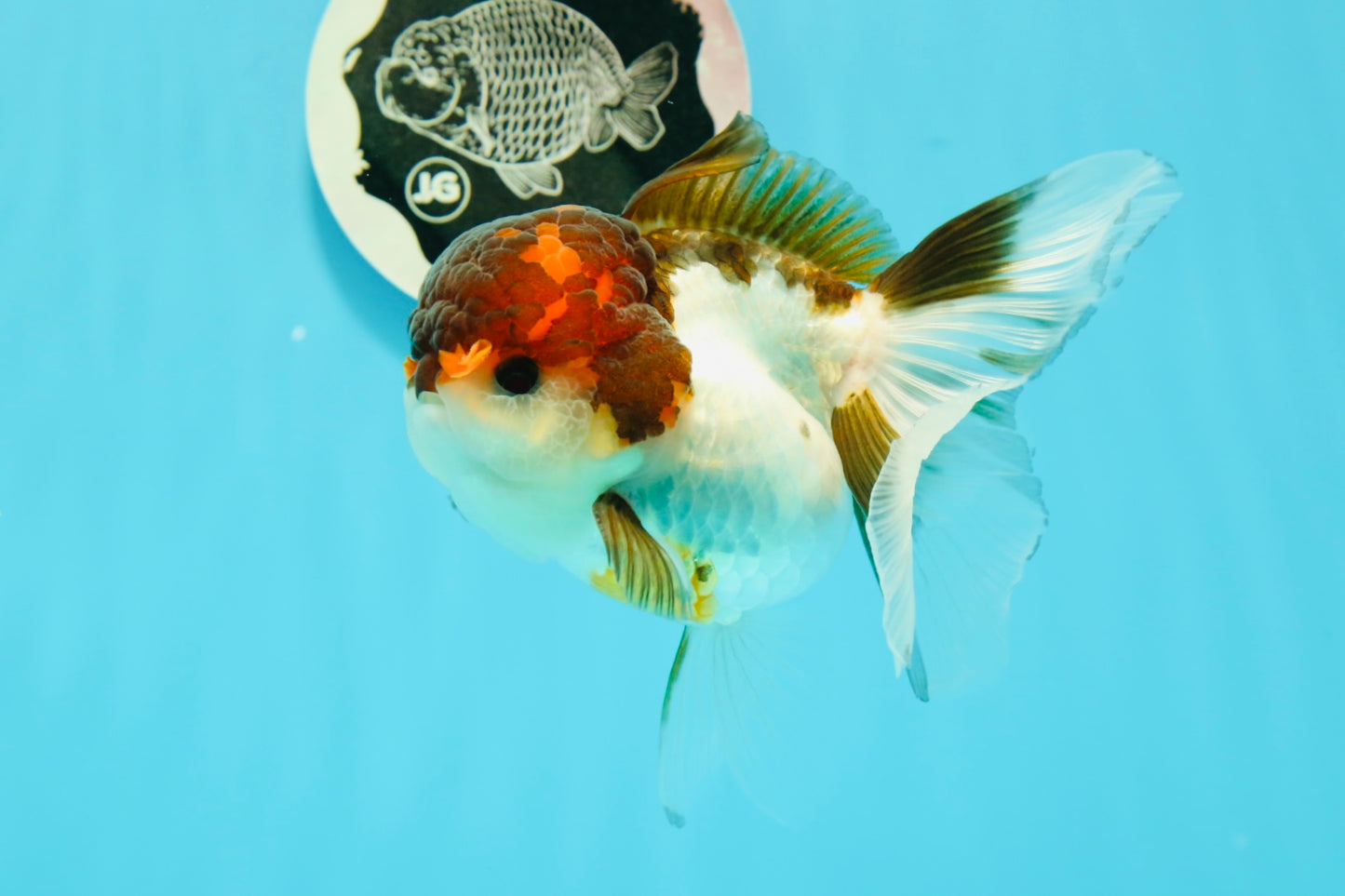 Cheerful Tricolor Oranda Female 4.5 inches #0524OR_05