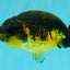 Apache Lionchu Female 4-4.5 inches #070326LC_31