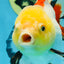 ADRORABLE Lemonhead Oranda Female 5-5.5 inches #091225OR_18