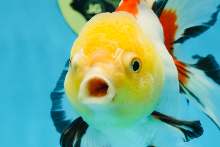 ADRORABLE Lemonhead Oranda Female 5-5.5 inches #091225OR_18