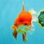 JUMBO A Grade Red White Oranda Female 7.5 inches #032026OR_02