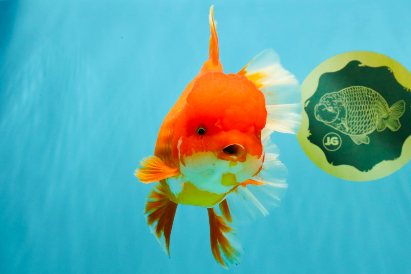 JUMBO A Grade Red White Oranda Female 7.5 inches #032026OR_02