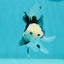 Solid White Black Panda Oranda Female 3-3.5 inches #1011OR_30